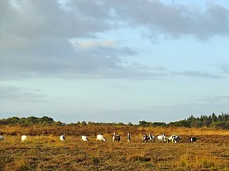 Natuurplaats Noordsche Veld